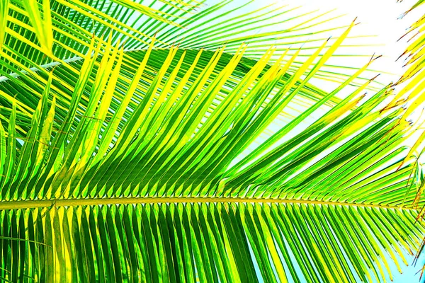 Piękne tropikalne naturalne tło liści palmy. — Zdjęcie stockowe