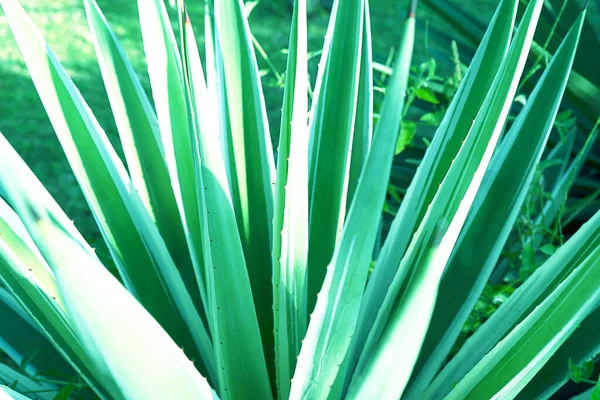 Soyut çizgili doğal arka plan. Doğa tropikal arkaplan.