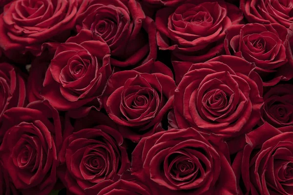 Natural Red Roses Background — Stock Photo, Image