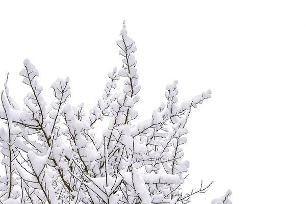 Sträucher Schnee Winter Bei Trübem Schneewetter — Stockfoto