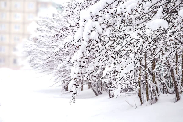 Ramos Arbustos Neve Inverno Tempo Neve Nublado — Fotografia de Stock