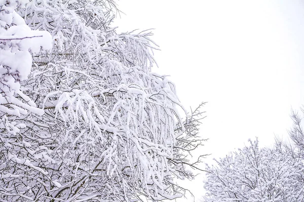 Sträucher Schnee Winter Bei Trübem Schneewetter — Stockfoto