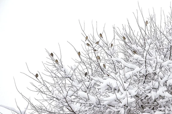 Sträucher Schnee Winter Bei Trübem Schneewetter — Stockfoto