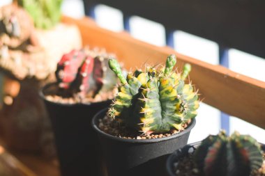 Tencerede kaktüs. ev bitkisi dekorasyonu kavramı.