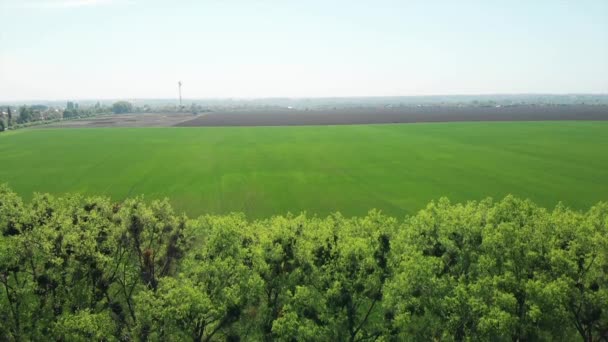 Вид с дрона на зеленое поле — стоковое видео
