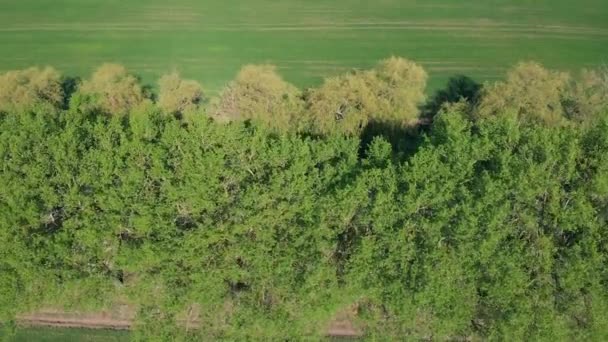 Aerial View Of Farmland Green Field — Stock Video