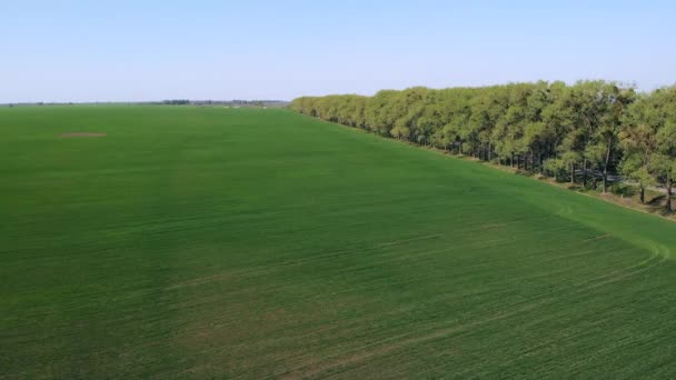 Agricultura. Campo verde- tiro aéreo — Vídeos de Stock