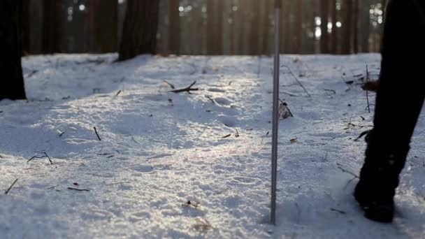 Kayak Polonyalılar Ile Kız Ormanda Yürüyor — Stok video