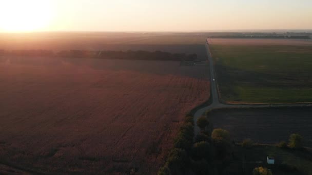 Car Driving Corn Fields — Stock Video