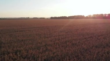 Gün batımında Mısır alanının hava atış