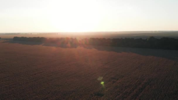 Let Fotoaparátu Přes Pole Kukuřicí — Stock video