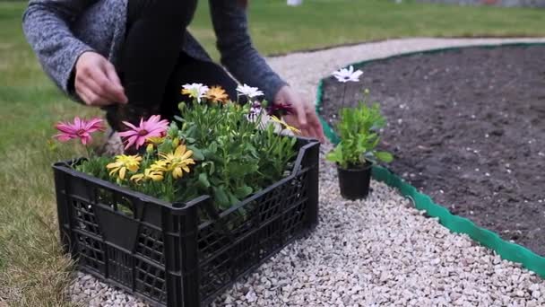 Gärtnerin Bereitet Sich Darauf Vor Blumen Blumenbeet Pflanzen — Stockvideo
