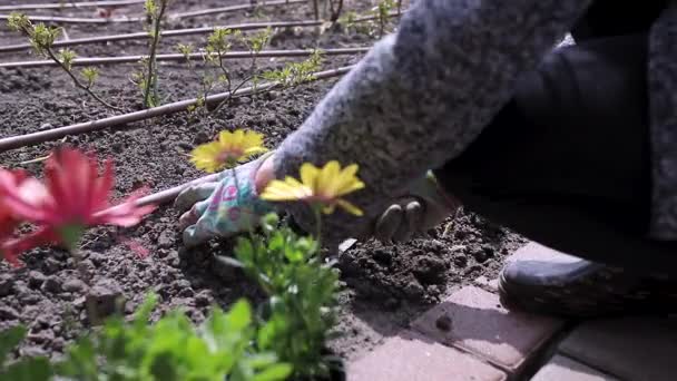 Gardener Sits Flowers House — Stock Video