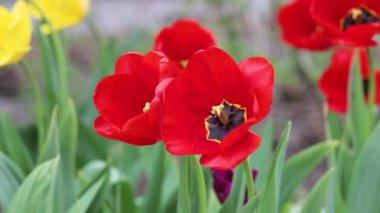 Kırmızı laleler rüzgarda sallanıyor