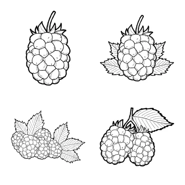 Blackberry Vector Ilustração Mão Fruta Desenhada Desenhos Animados Arte — Vetor de Stock