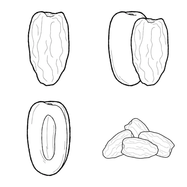 Date Raisin Illustration Vectorielle Dessiné Main Fruit Dessin Animé Art — Image vectorielle