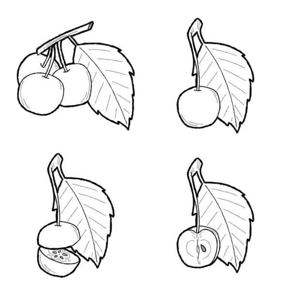 Crabapple Vector Ilustracja Ręcznie Rysowane Owoce Cartoon Art — Wektor stockowy
