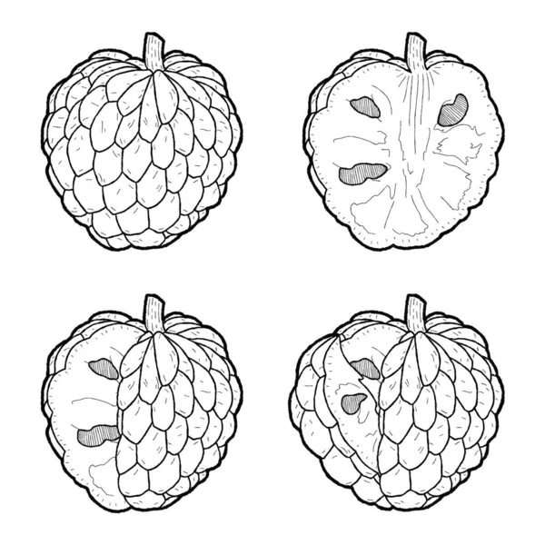 Custard Apple Vector Ilustração Mão Fruta Desenhada Desenhos Animados Arte — Vetor de Stock