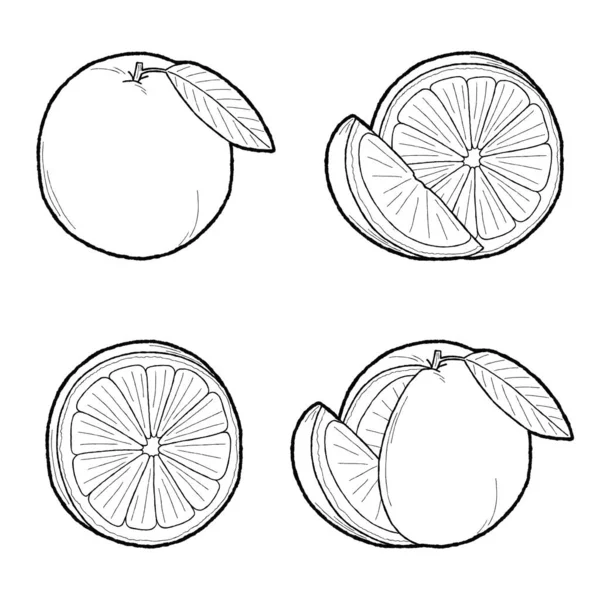 Pamplemousse Orange Tangerine Illustration Vectorielle Dessiné Main Fruit Cartoon Art — Image vectorielle