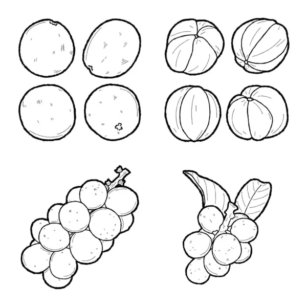 Langsat Vector Ilustração Mão Fruta Desenhada Desenhos Animados Arte — Vetor de Stock