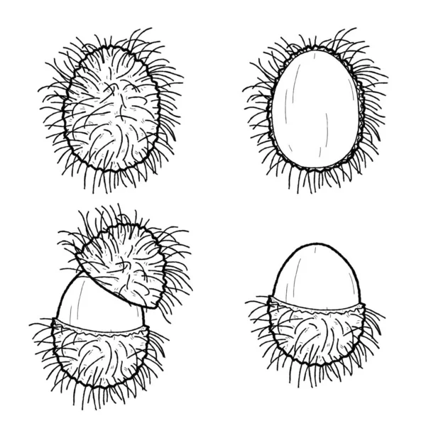 Rambutan Vetor Ilustração Mão Fruta Desenhada Desenhos Animados Arte — Vetor de Stock