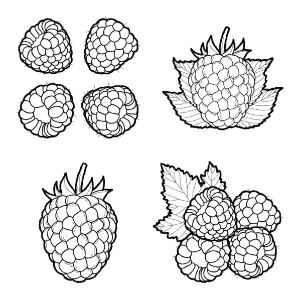 Framboesa Vetor Ilustração Mão Fruta Desenhada Desenhos Animados — Vetor de Stock