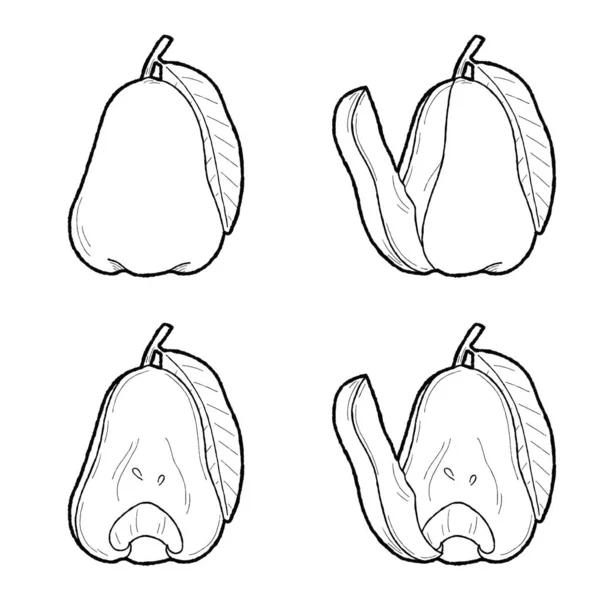 Roseapple Vector Illustration Hand Drawn Fruit Cartoon Art — Stock Vector