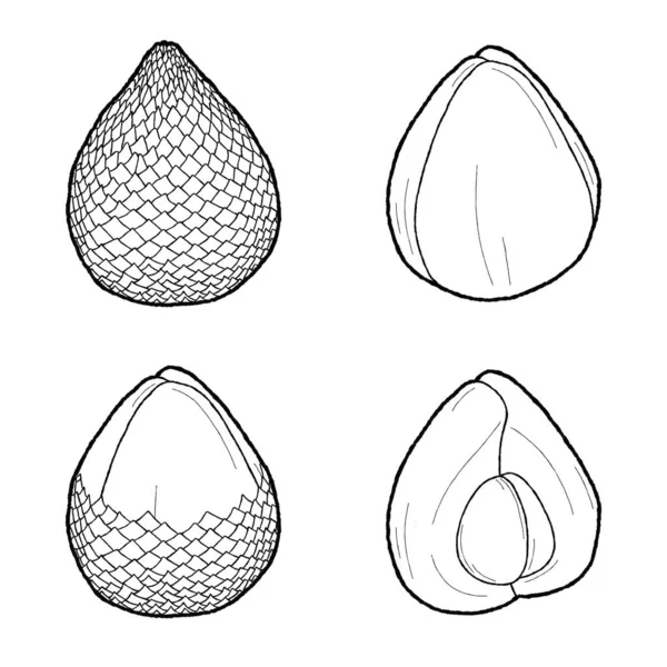 Snake Fruit Vector Illustration Hand Drawn Fruit Cartoon Art - Stok Vektor