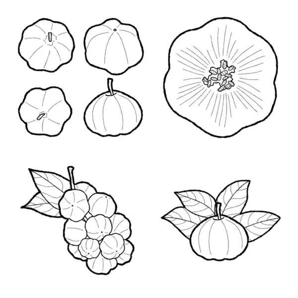 Star Gooseberry Vettoriale Illustrazione Disegnato Mano Frutta Fumetto Art — Vettoriale Stock