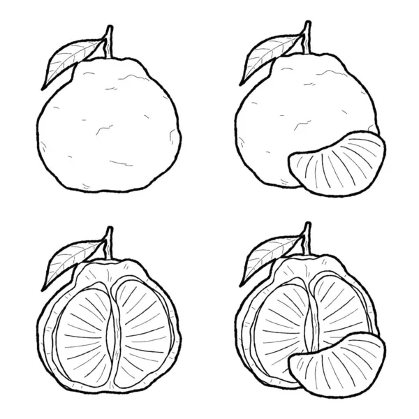 Ugli Vector Ilustración Dibujado Mano Fruta Dibujos Animados Arte — Archivo Imágenes Vectoriales