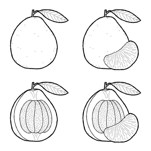 Pomelo Vector Ilustração Mão Fruta Desenhada Desenhos Animados — Vetor de Stock