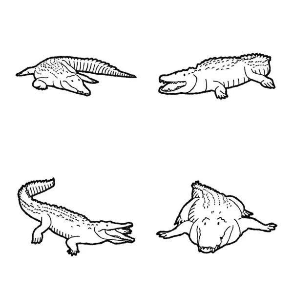 American Crocodile Vector Illustration Рисунок Животных — стоковый вектор