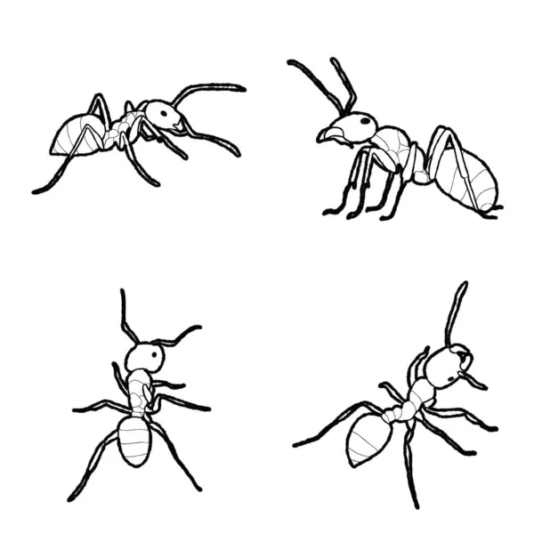 Ant Vector Illustration Hand Drawn Animal Cartoon Art — Stock Vector