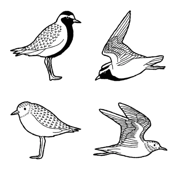 American Golden Plover Vector Illustration Dessiné Main Animaux Dessin Animé — Image vectorielle