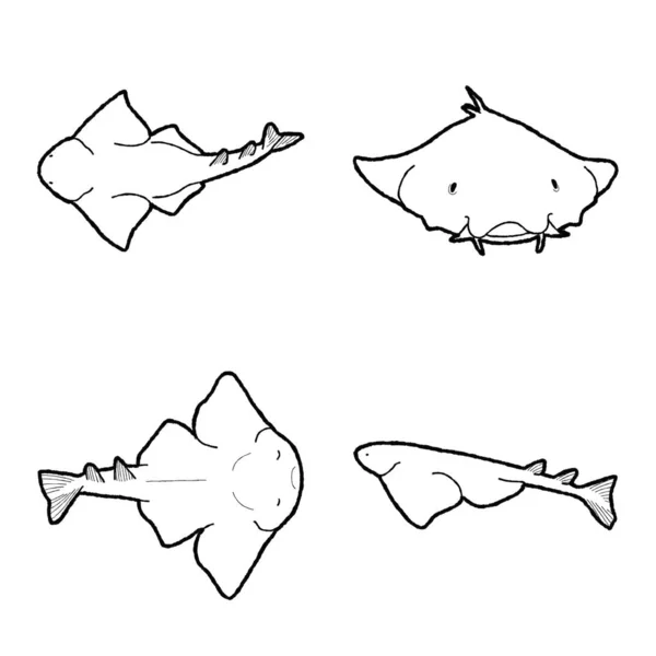 天使鲨鱼矢量插图 手绘动物卡通艺术 — 图库矢量图片