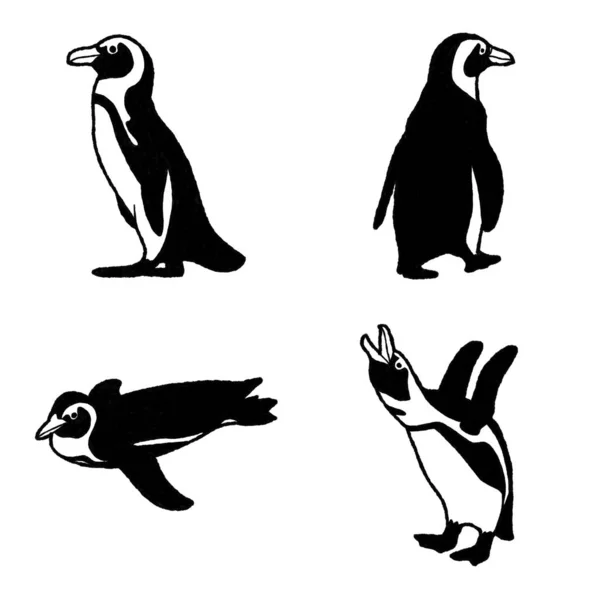 Afrikanische Pinguin Vektor Illustration Handgezeichnet Animal Cartoon Art — Stockvektor