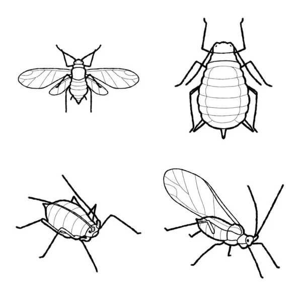 Aphid Animale Vettoriale Illustrazione Disegnato Mano Cartone Animato Art — Vettoriale Stock