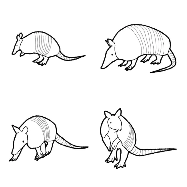 Armadillo Animal Vector Illusztráció Kézzel Rajzolt Cartoon Art — Stock Vector