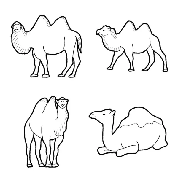 Bactrian Velbloudí Zvířecí Vektor Ilustrace Kreslené Umělecké Dílo — Stockový vektor