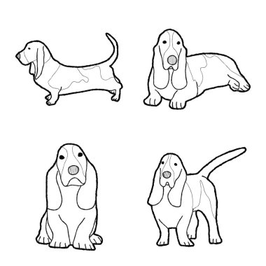 Basset Hound Hayvan Vektörü Çizim El Çizim Sanatı
