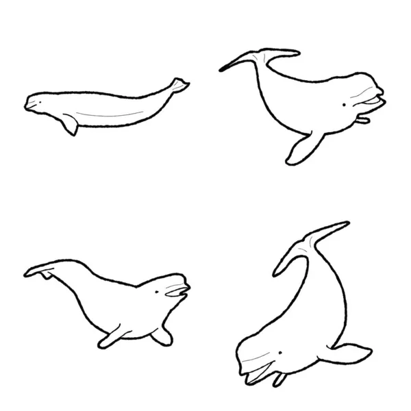 Béluga Baleine Illustration Vectorielle Animale Dessin Main Dessin Animé Art — Image vectorielle