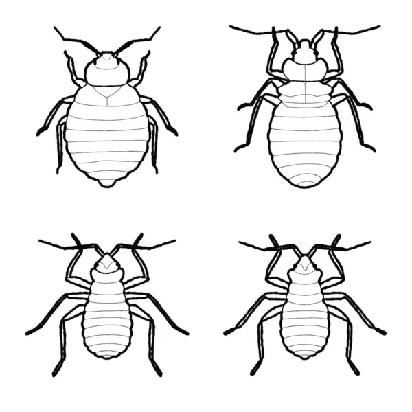 Bed Bug Animal Vector Illustratie Met Hand Getekend Tekenfilm Kunst — Stockvector