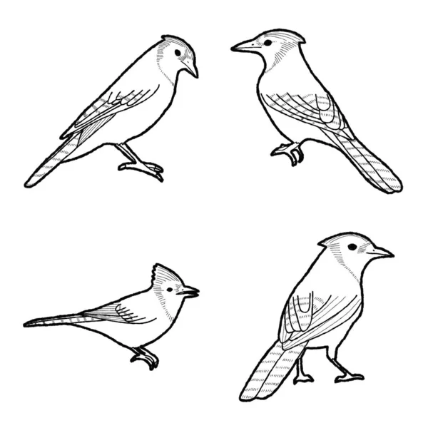 Blue Jay Animal Vector Illustration Hand Drawn Cartoon Art — Stock Vector