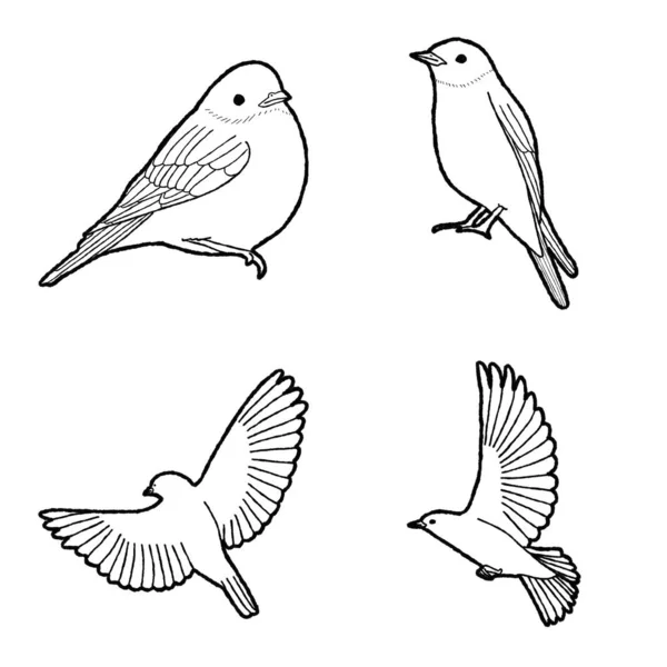 Blauvogel Tier Vektor Illustration Hand Gezeichnet Cartoon Kunst — Stockvektor