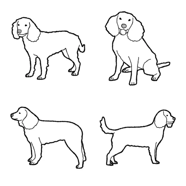 American Water Spaniel Animal Vector Ilustração Mão Desenhada Cartoon Art — Vetor de Stock