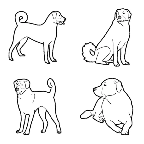 Anatolischen Schäferhund Tier Vektor Illustration Hand Gezeichnet Cartoon Kunst — Stockvektor