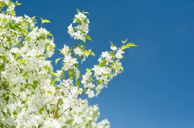 Beyaz Mavi gökyüzü arka plan üzerinde çiçek açması elma ağacı dalı. 