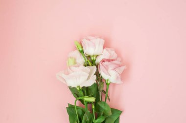 Çiçek kompozisyon. Pastel pembe bir arka plan üzerinde pembe gül çiçek. Düz yatıyordu, en iyi görünüm, kopya alanı.