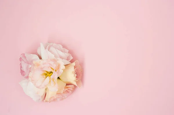 Samenstelling van de bloemen. Roze roze bloemen op pastel roze achtergrond. Plat lag, top uitzicht, kopie ruimte. — Stockfoto