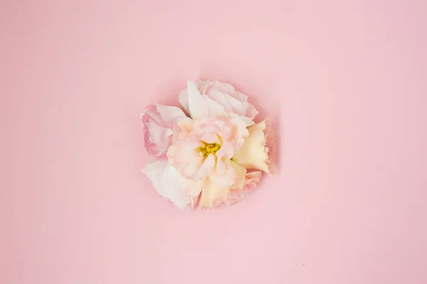 Samenstelling van de bloemen. Roze roze bloemen op pastel roze achtergrond. Plat lag, top uitzicht, kopie ruimte. — Stockfoto